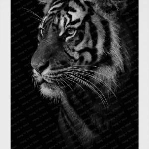 Eternal Gaze of the Tiger