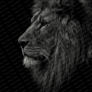 The Silent Roar Lion Wall Art